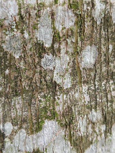tree bark background. Wood texture.
