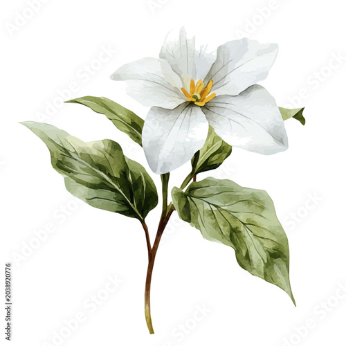 Bild auf Leinwand Trillium Flower, whimsical watercolor vector illustration with vibrant highlights and delicate strokes, isolated on a white background