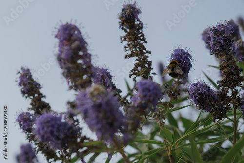 Fotografie Fuzzy Bumblebee collecting nectar from lavender-purple Vitex agnus-castus flower