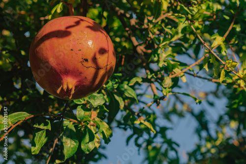 Quadro em tela Ripe pomegranate hanging on a tree branch, basking in the warm golden sunlight