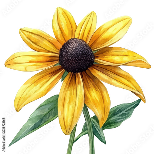 Bild auf Leinwand Rudbeckia Flower, elegant watercolor vector illustration with flowing lines and gentle color transitions, isolated on a white background