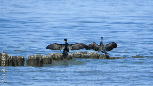 two great cormorants (phalacrocorax carbo) perched on wooden poles in the water with their wings spread.