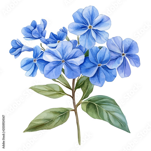 Foto watercolor draw of Plumbago Flower, isolated on a white background