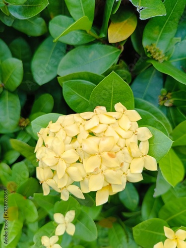 Yellow flower with green leaves in the garden