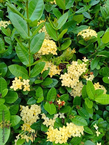 Yellow flower with green leaves in the garden