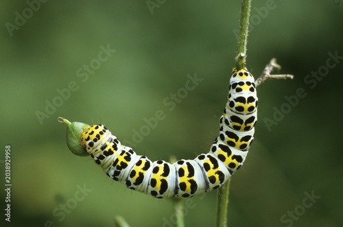Water Betony (Cucullia scrophulariae) caterpillar feeding on buds of woodland figwort (Scrophularia nodosa)