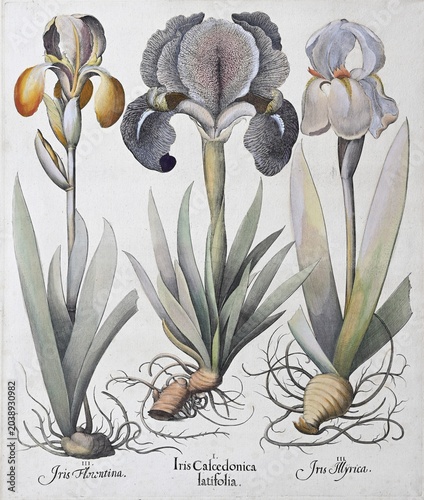 Irises (Iris) es, hand-coloured copperplate engraving by Basilius Besler, from Hortus Eystettensis, 1613