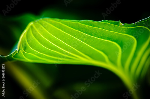 Close-up of a Hosta plant leaf'showing highlighted yellow veins leading away
