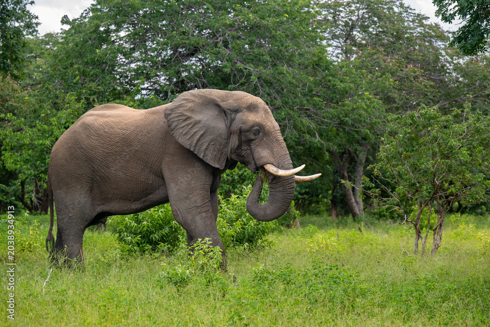 Fototapeta premium African elephant feeding in Chobe National Park, Botswana