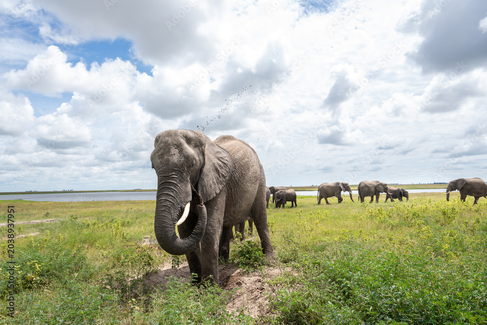 Fototapeta premium African elephant throwing mut to protect its skin in Chobe National Park