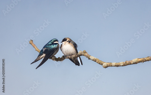 Foto Tree Swallow mates on a branch closeup with blue sky background