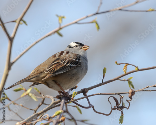 Foto White-crowned sparrow closeup showing beak and crown markings clearly i