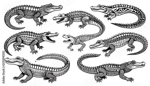 Alligator drawing set.