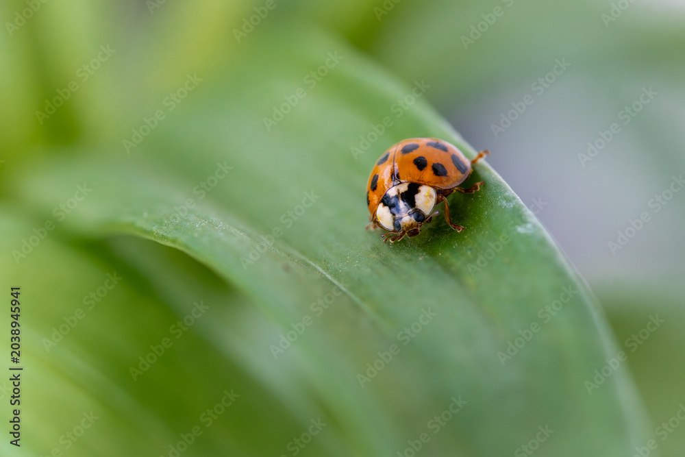 Obraz premium Japanese Lady Beetle on a leaf