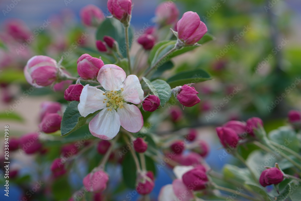 Fototapeta premium Spring apple blossom branch with pink buds and blooming flowers
