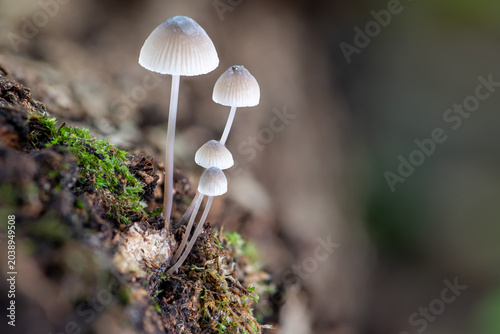 Tiny White Mycena Mushrooms Growing on Mossy Log in Soft Forest Light