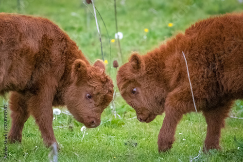 Valokuva Two Brown Fluffy Highland Coo Calves Nuzzling in a Green Grassy Field on a Sunny
