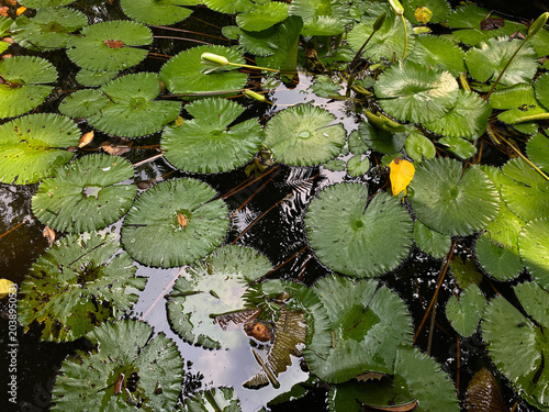 Foto Lotus leaves on the water