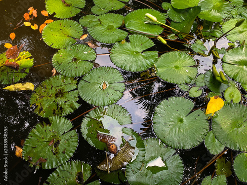 Foto Lotus leaves on the water
