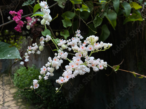 Fotografía White flowers of Antigonon leptopus or Mexican creeper blooming at the garden