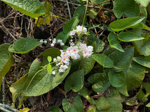 Fotografía White flowers of Antigonon leptopus or Mexican creeper blooming at the garden