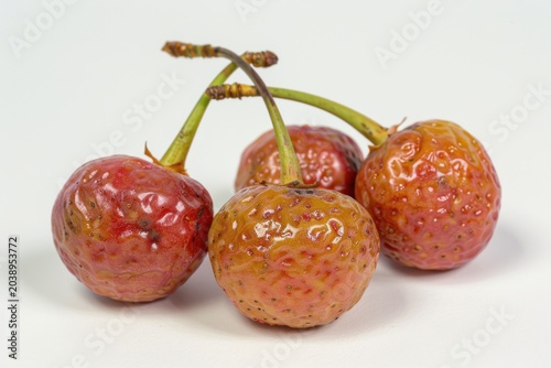Dogwood fruits, close-up of berries, macro photography