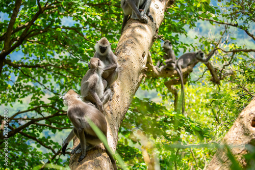 Photography Gray hanuman langurs on a tree