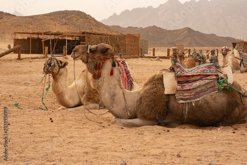 Photos Bedouin dromedary camels resting in the sand of Sinai desert with mountains on b