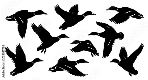 Obraz na płótnie Flying Mallard Ducks Vector Illustration Set with Dynamic Mid Flight Poses