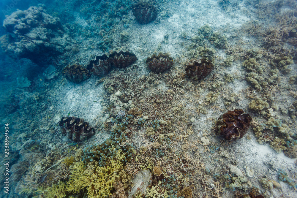Fototapeta premium Giant clams on coral reef