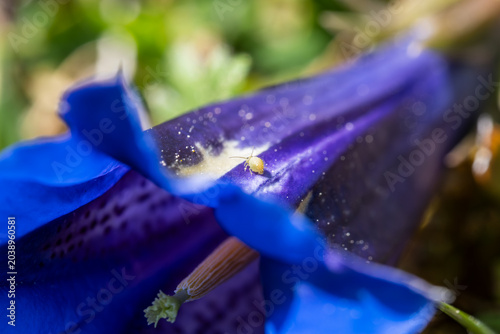 Cuadro en lienzo winziges Insekt auf einem blauen Blütenblatt