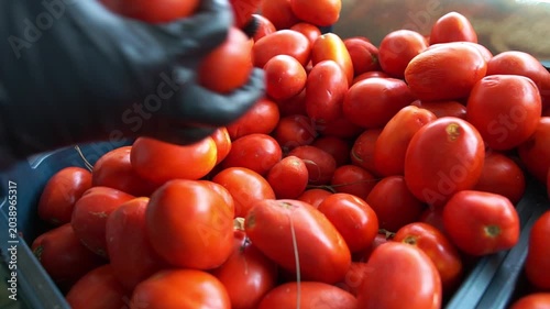 Hands Taking Fresh Tomatoes from Crate in Tomato Paste Production Facility