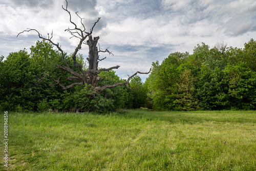 Obraz na płótnie Large old dead oak tree standing on a green meadow surrounded by fresh spring forest under a cloudy sky, beautiful natural landscape