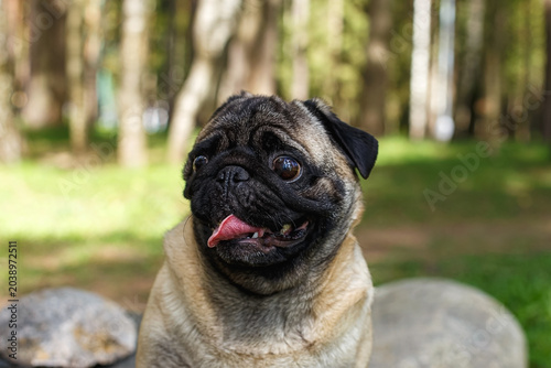 Foto Portrait of a funny pug in a sunny summer forest.