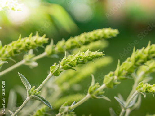 Griechischer Bergtee (Sideritis scardica), ist eine geschätzte Heilpflanze, die sich auch im heimischen Garten kultivieren lässt