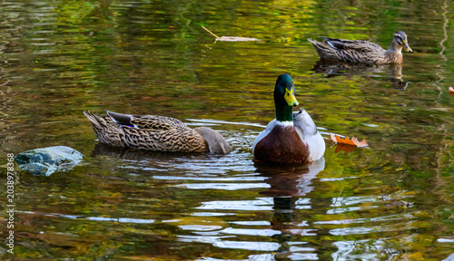 Quadro su tela Mallard ducks Anas platyrhynchos rest, forage, and swim in a small river in the