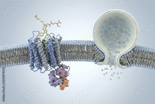 Molecular visualization of GLP-1 receptor agonist drugs that bind to receptors on the surface of a pancreatic beta cell to stimulate insulin secretion. Mechanism of action of diabetes and weight loss drugs. endocrinology, diabetology, pharmacology, AI generated
