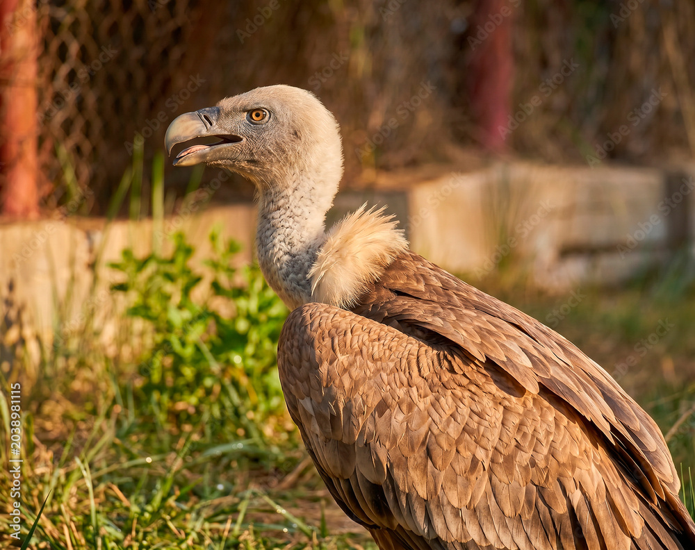 Fototapeta premium close up of a vulture