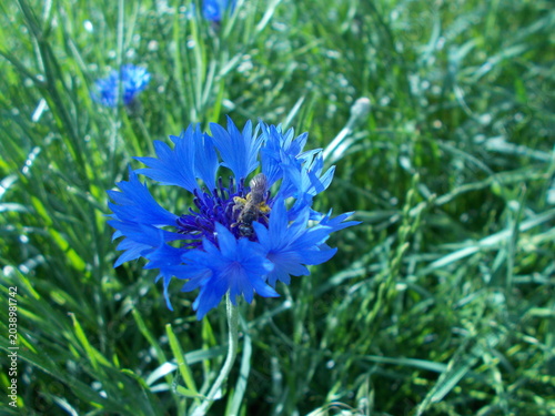 Cuadro en lienzo bee in the flower of knapweed