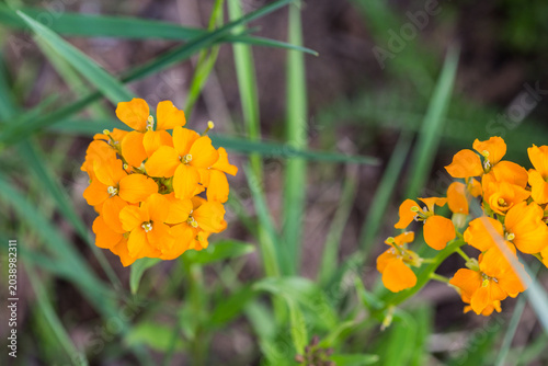 Tableau sur toile Contra costa wallflower (Erysimum capitatum), yellow wildflower, close-up