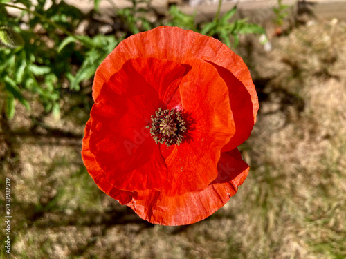 closeup view of common poppy (papaver rhoeas) in UK garden