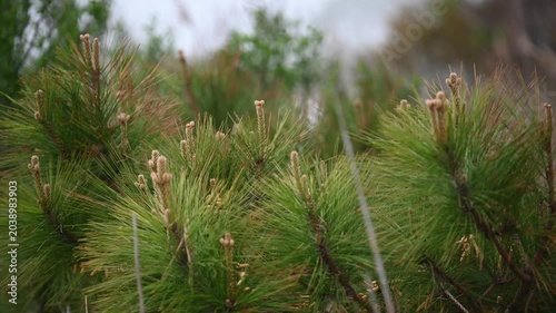 Pine needles moving gently in the wind on a foggy day at Assateague Island, Maryland, creating a quiet and atmospheric coastal woodland scene