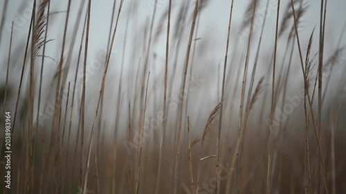Graceful reeds moving gently in the breeze, creating a dreamy and moody atmosphere with soft textures, natural motion, and a sense of tranquility.