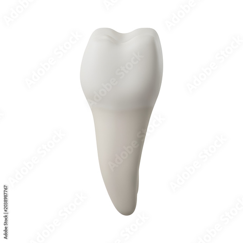 3D Render of a Human Molar Tooth