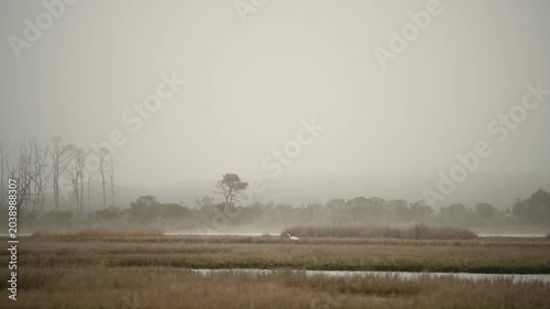 A distant white bird stands or glides along the horizon above the wetlands of Assateague Island, Maryland, with soft mist drifting across the water surface, creating a serene and atmospheric coastal s