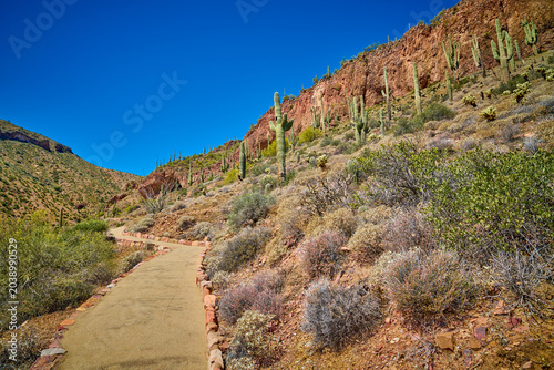 Schilderij op canvas Hiking trail with saguaro cactus at Tonto National Monument Arizona