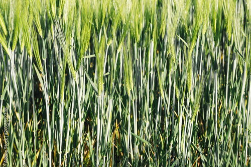 Photos Green barley field closeup before harvest