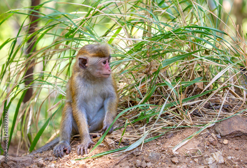 Photography A macaque monkey sits on a tree in the jungle