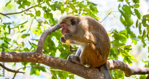 Canvas Print A macaque monkey sits on a tree in the jungle
