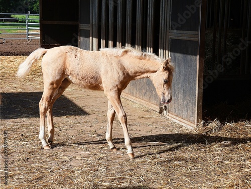 Palomino foal in side view in front of a stable.